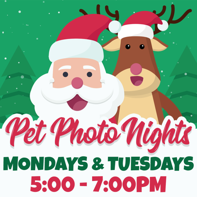 Pet Photo Nights Square Image